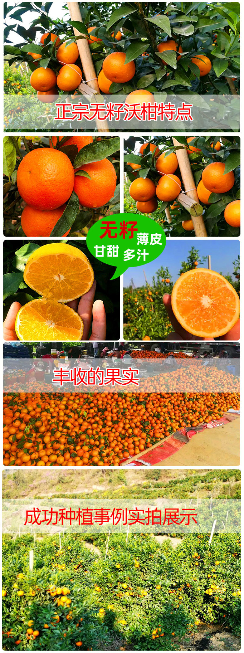 沃柑苗广西武鸣正宗无核无籽沃橘苗盆栽地栽嫁接柑橘子果树苗