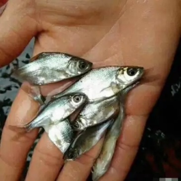 鳊鱼（鲳）鱼苗批发产地直销高质量无病开口苗