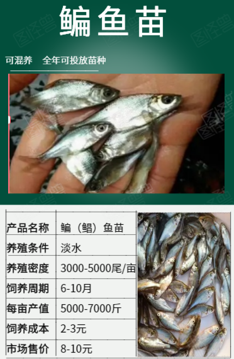 鳊鱼（鲳）鱼苗批发产地直销高质量无病开口苗