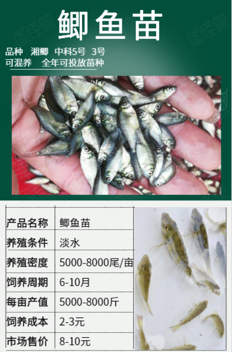 鲫鱼苗批发产地直销高质量无病开口苗包回收