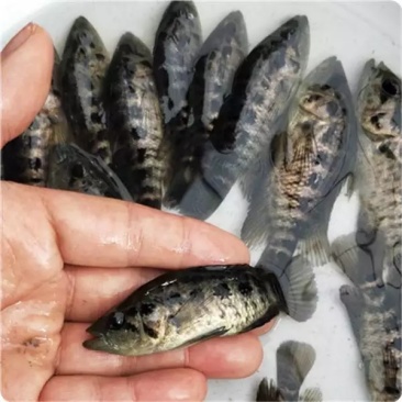 石斑鱼苗4-7cm大量优质一手货源低价格高质量