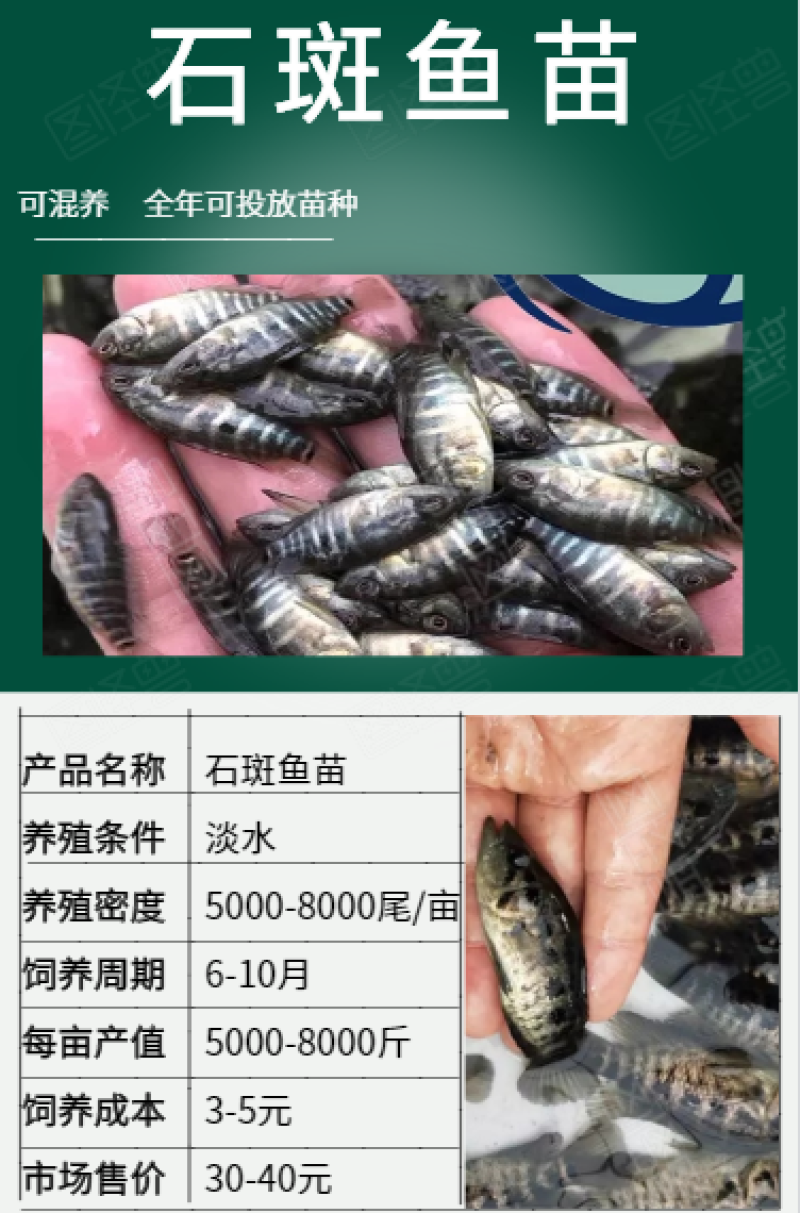 石斑鱼苗4-7cm大量优质一手货源低价格高质量