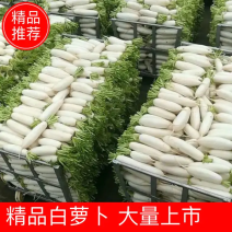 白萝卜，基地萝卜直供。打包散装每天供应200吨