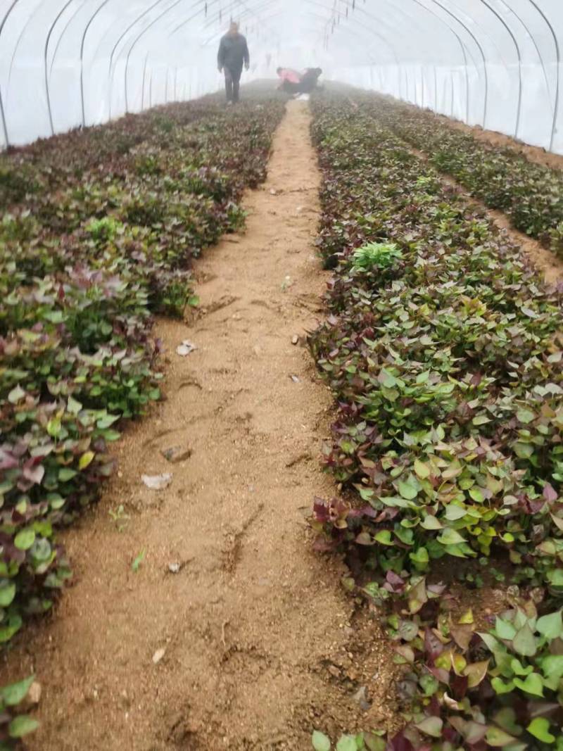 济薯26红薯苗基地直发