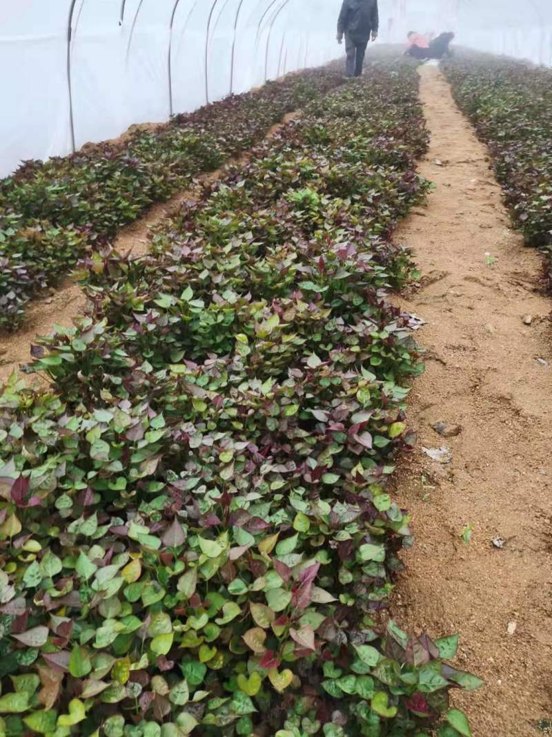 红薯苗脱毒西瓜红红薯苗大量供货中提供技术指导