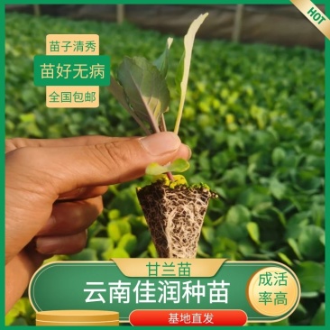 甘蓝苗（圆包菜），基地直供，一手货源，根须发达，成活率高