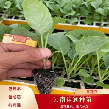 菜花苗，基地直供，苗子粗壮，根须发达，量大从优，送货上门