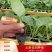 菜花苗，基地直供，苗子粗壮，根须发达，量大从优，送货上门