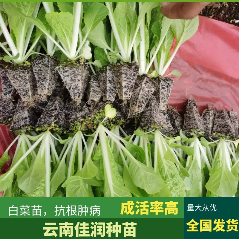 白菜苗，抗根肿病，山东大白菜，基地一手货源，苗子粗壮