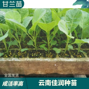 甘蓝苗，基地直供，全国发货，抗病强，成活率高，量大从优