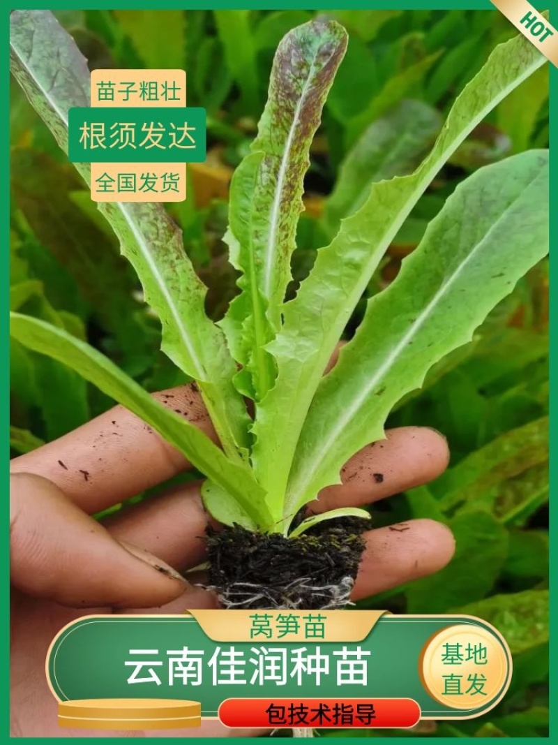 莴笋苗，场地直供，全年供应，根须发达，抗病强，成活率高