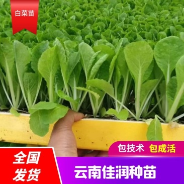 白菜苗，品种保证，全国包邮，量大从优，基地直供