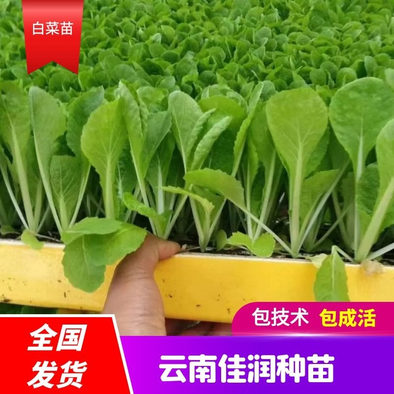 白菜苗，品种保证，全国包邮，量大从优，基地直供