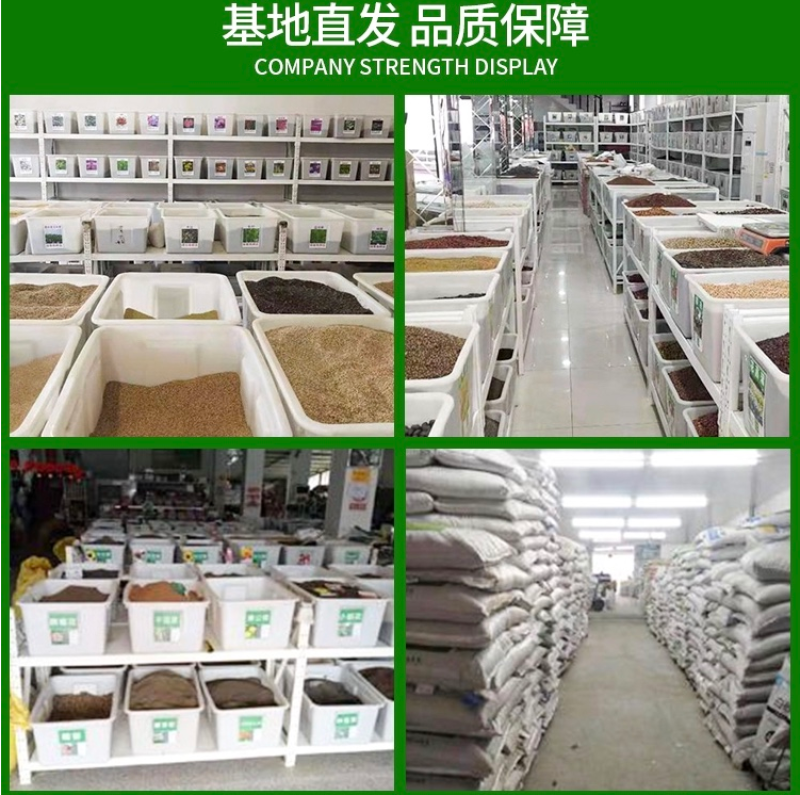 美国四季青草坪种籽矮生草坪草籽耐寒抗旱耐践踏庭院公园绿