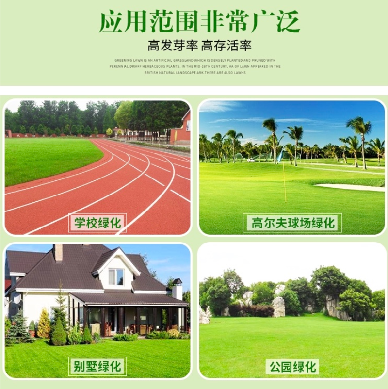 美国四季青草坪种籽矮生草坪草籽耐寒抗旱耐践踏庭院公园绿