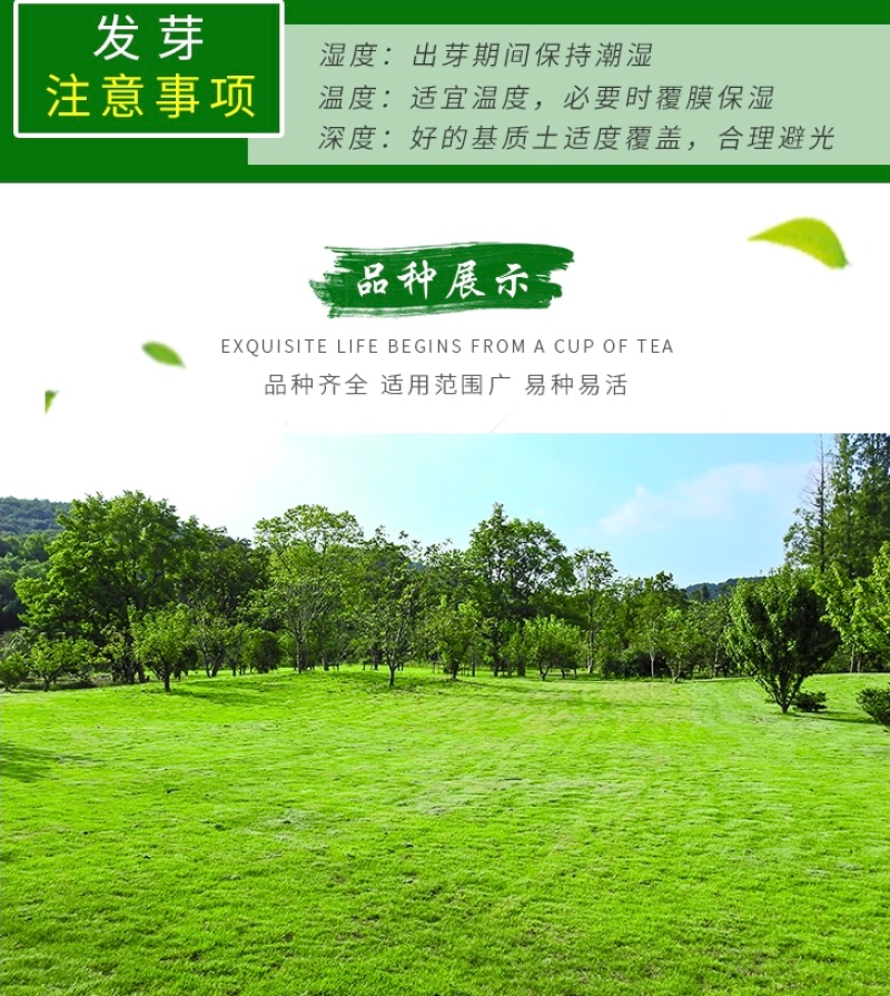 美国四季青草坪种籽矮生草坪草籽耐寒抗旱耐践踏庭院公园绿