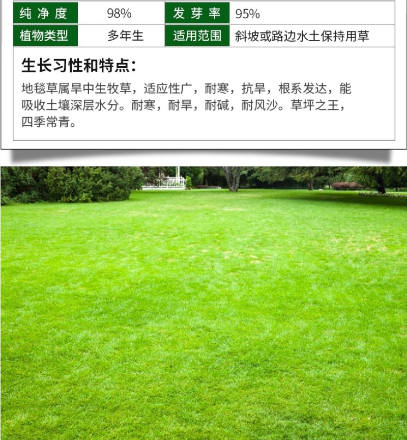 美国四季青草坪种籽矮生草坪草籽耐寒抗旱耐践踏庭院公园绿