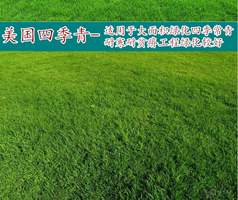 美国四季青草坪种籽矮生草坪草籽耐寒抗旱耐践踏庭院公园绿