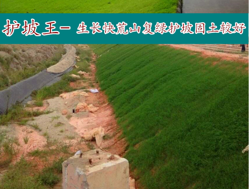 美国四季青草坪种籽矮生草坪草籽耐寒抗旱耐践踏庭院公园绿