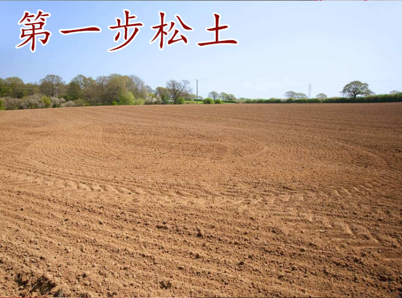 进口白三叶种子红三叶草种子易活四季青草坪牧草绿肥草籽