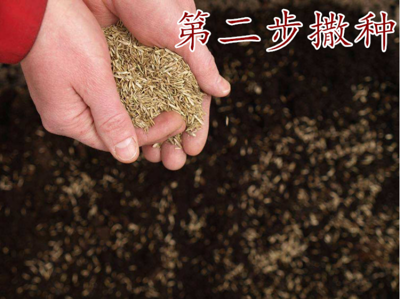 进口白三叶种子红三叶草种子易活四季青草坪牧草绿肥草籽