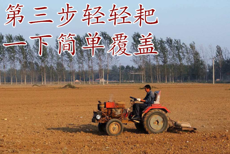进口白三叶种子红三叶草种子易活四季青草坪牧草绿肥草籽