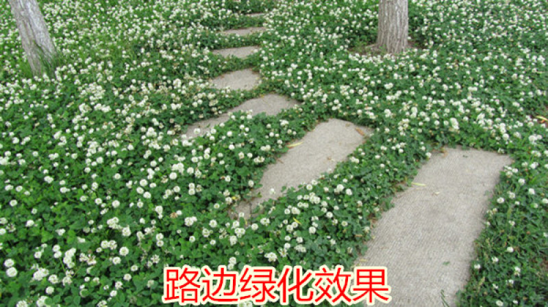 进口白三叶种子红三叶草种子易活四季青草坪牧草绿肥草籽
