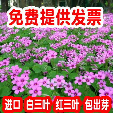 进口白三叶种子红三叶草种子易活四季青草坪牧草绿肥草籽
