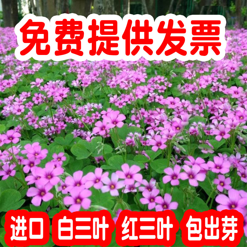 进口白三叶种子红三叶草种子易活四季青草坪牧草绿肥草籽
