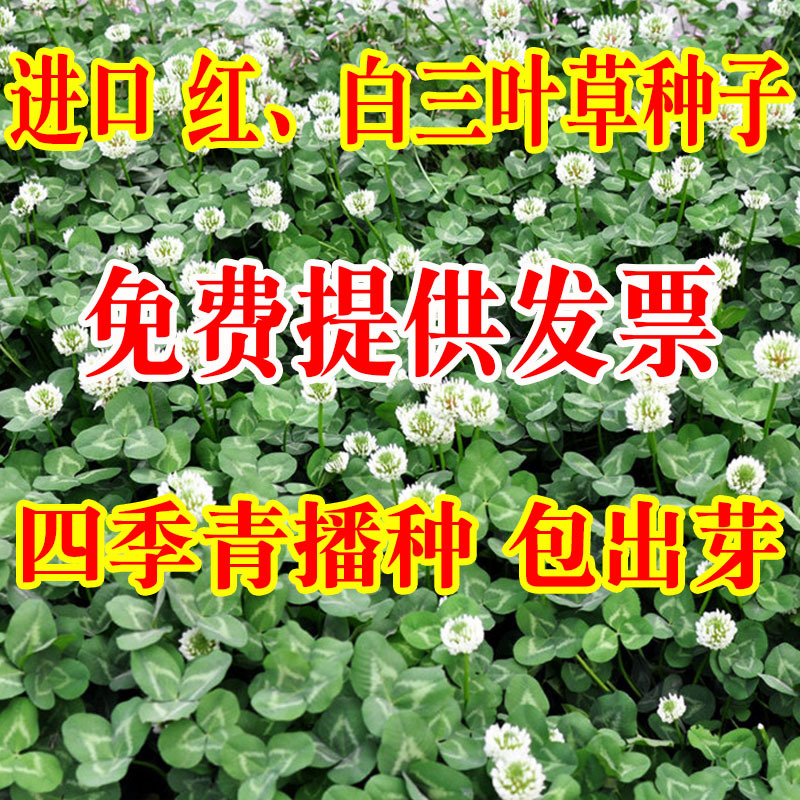 进口白三叶种子红三叶草种子易活四季青草坪牧草绿肥草籽
