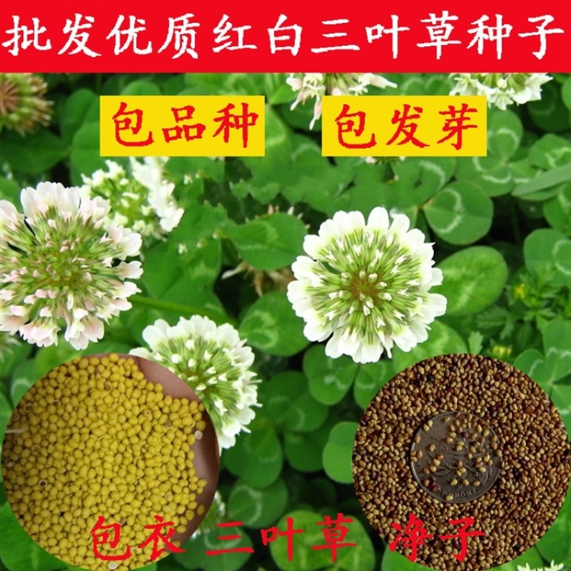 进口白三叶种子红三叶草种子易活四季青草坪牧草绿肥草籽