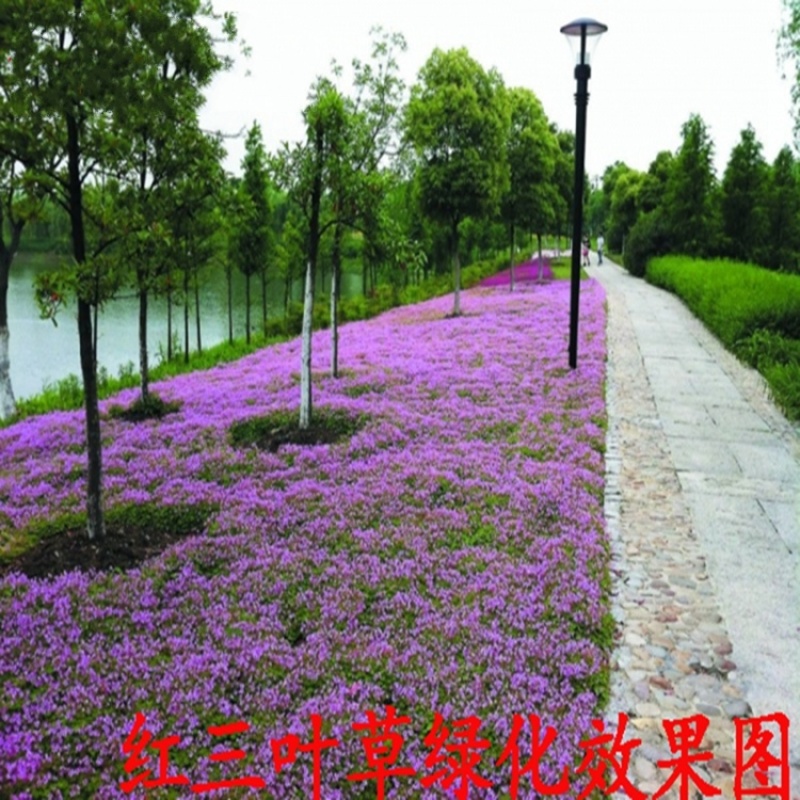 进口白三叶种子红三叶草种子易活四季青草坪牧草绿肥草籽