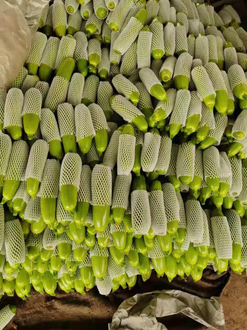 【精选】优质绿皮西葫芦大量供应中，产地直发，价格便宜