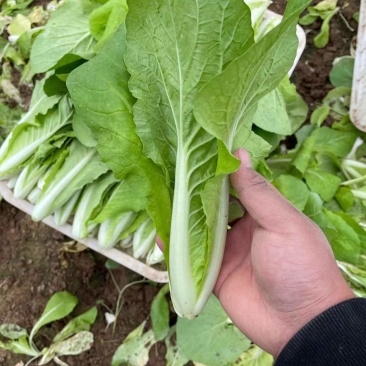 产地直供精品快菜，需要的老板欢迎联系长年代收代办，大量供应