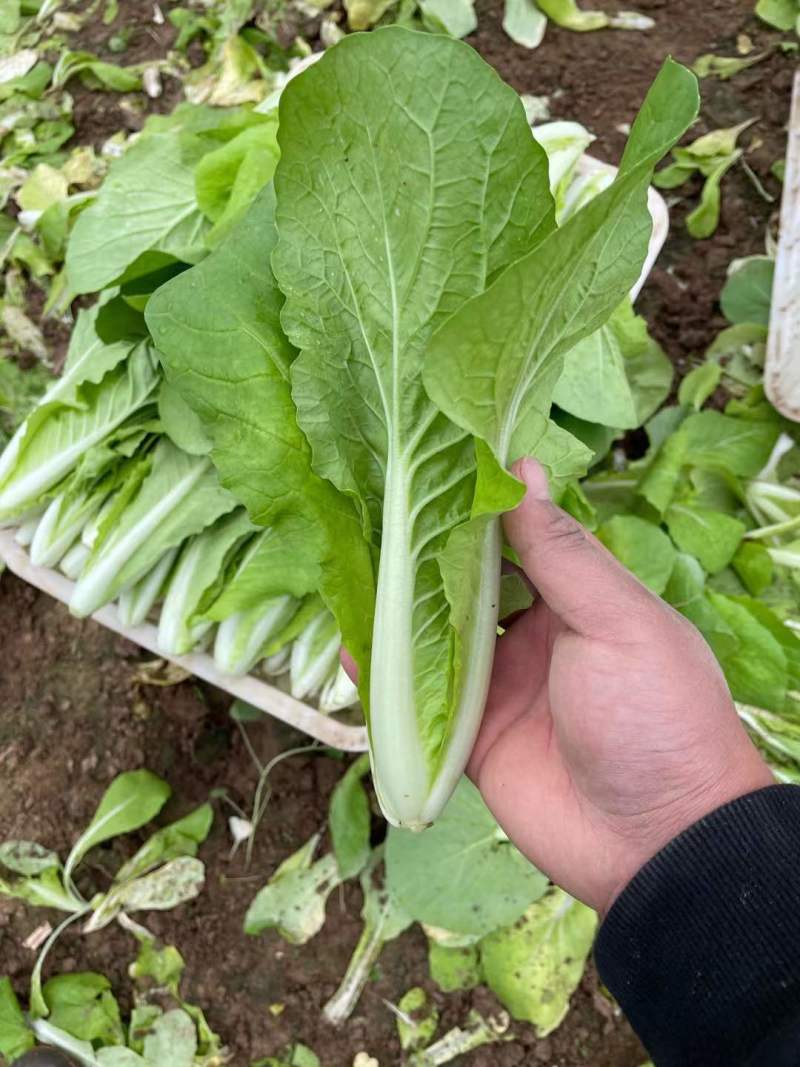 产地直供精品快菜，需要的老板欢迎联系长年代收代办，大量供应