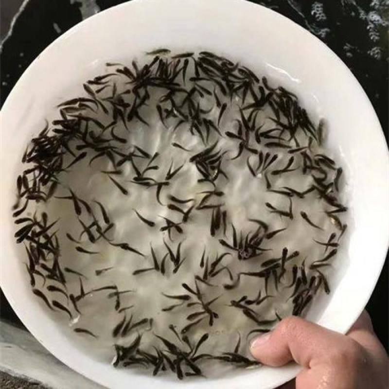 花鲢鱼苗7-10cm货源充足低价格高质量养殖技术