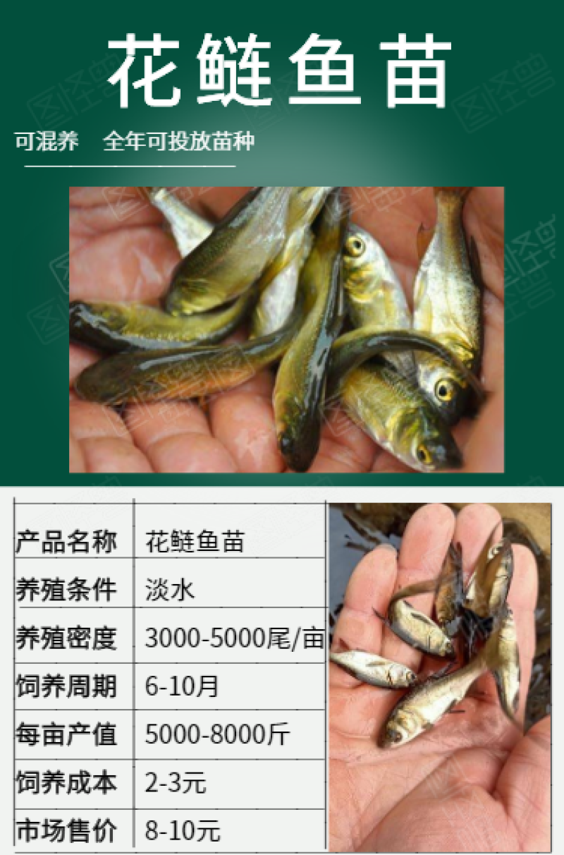 花鲢鱼苗7-10cm货源充足低价格高质量养殖技术
