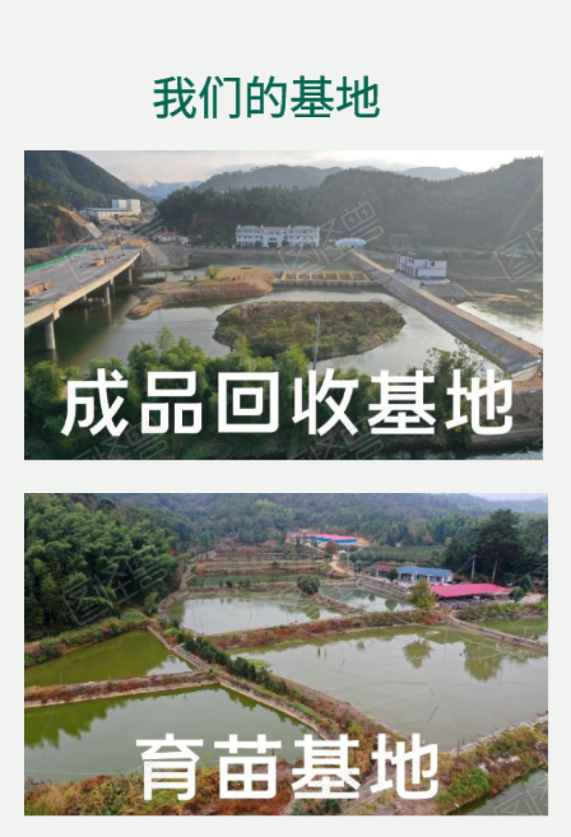 花鲢鱼苗7-10cm货源充足低价格高质量养殖技术