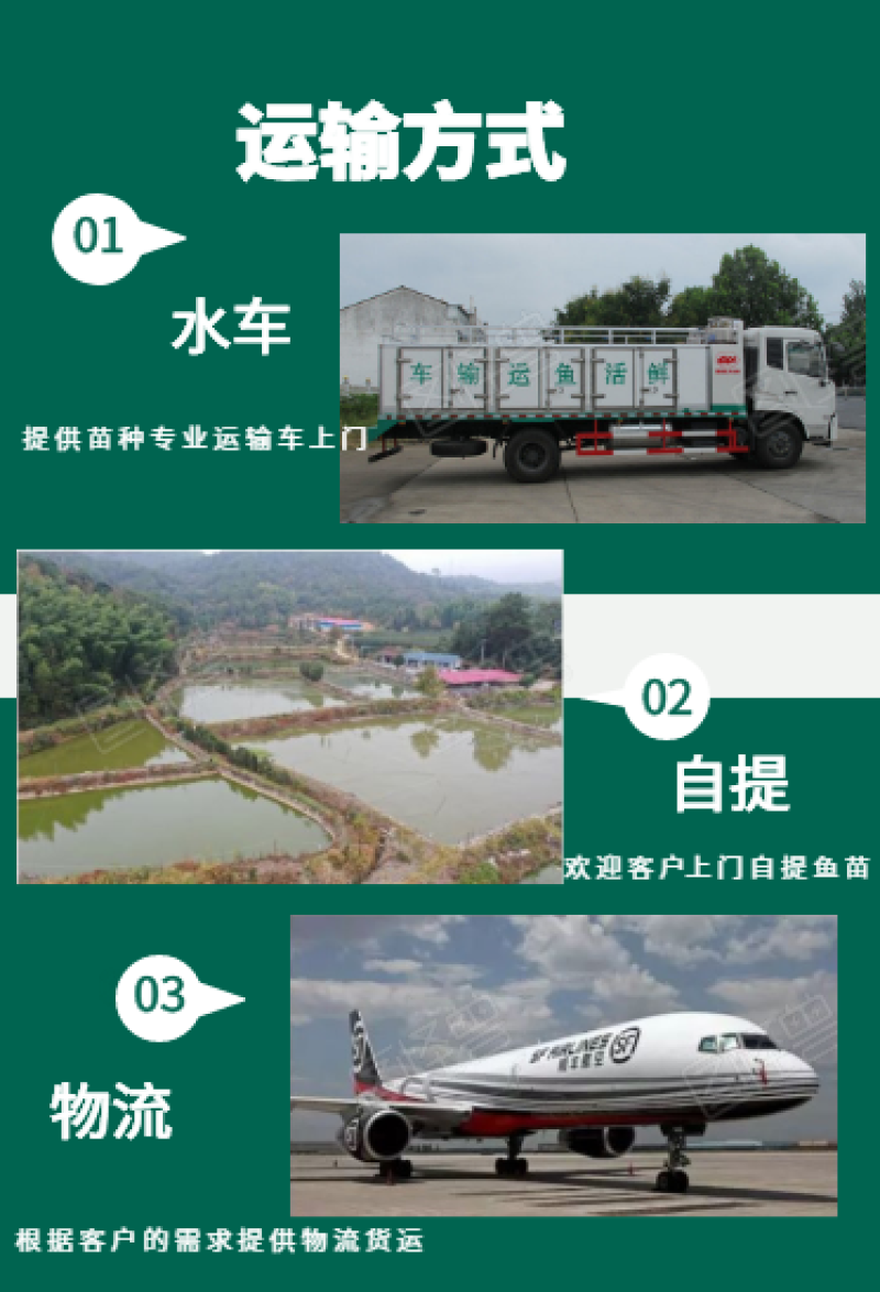 白鲢鱼苗批发产地直销量大从优现货货源充足