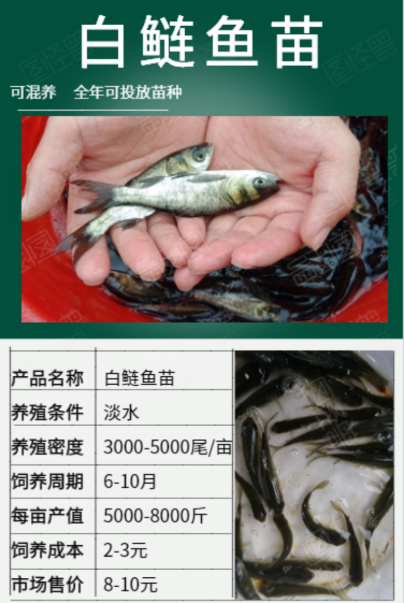 白鲢鱼苗批发产地直销量大从优现货货源充足