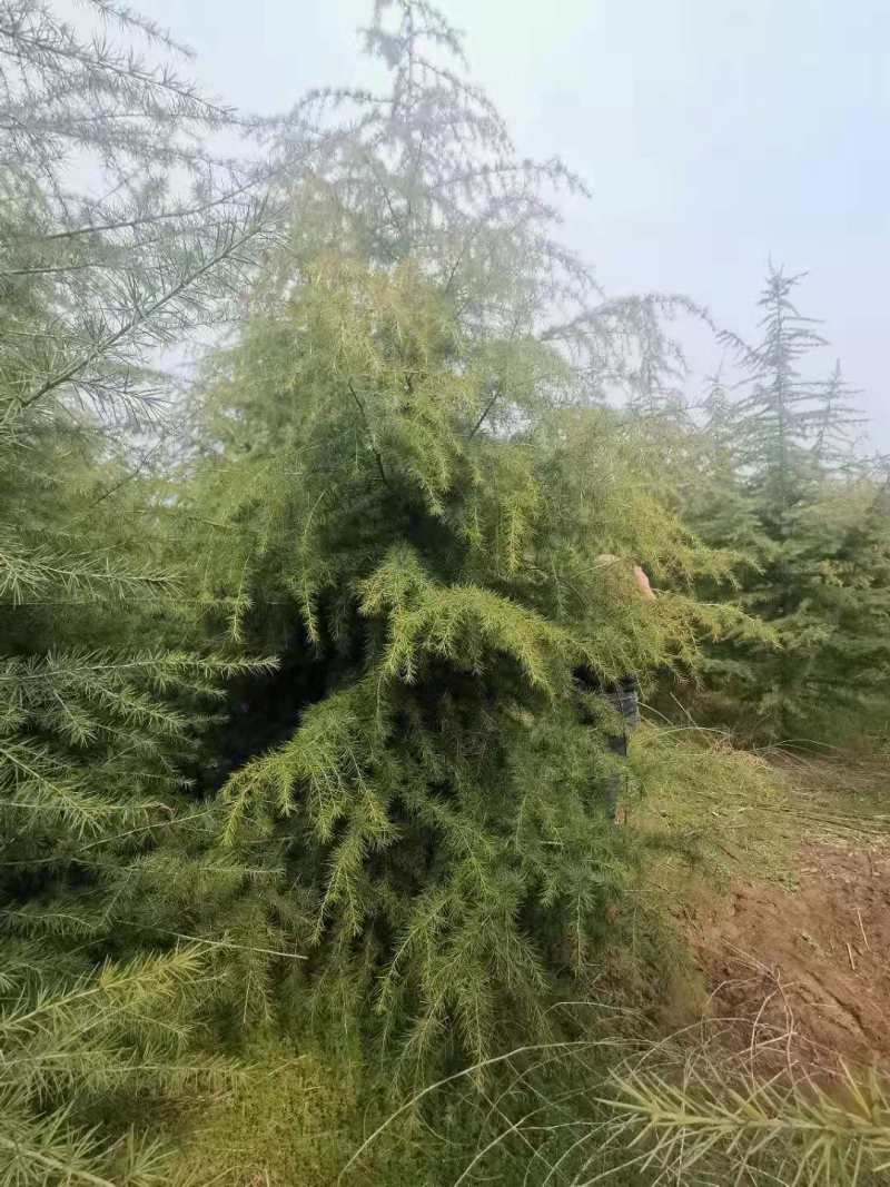 【热卖】楸树河南楸树工程苗木绿化苗木基地直销价优