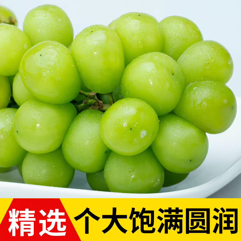 云南阳光玫瑰葡萄新鲜孕妇水果青色葡萄无籽葡萄顺丰发货