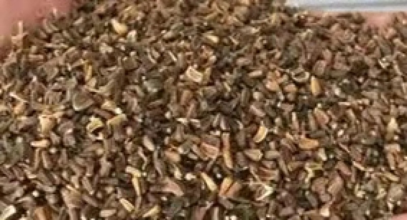 茼蒿菊种子蓬蒿种子菊多年生黄色花卉种子花海种植景观绿化