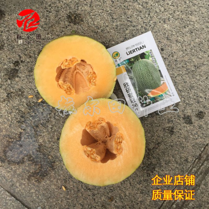 欣研蜜冠36哈密瓜种子果肉甜脆春秋大棚温室种植