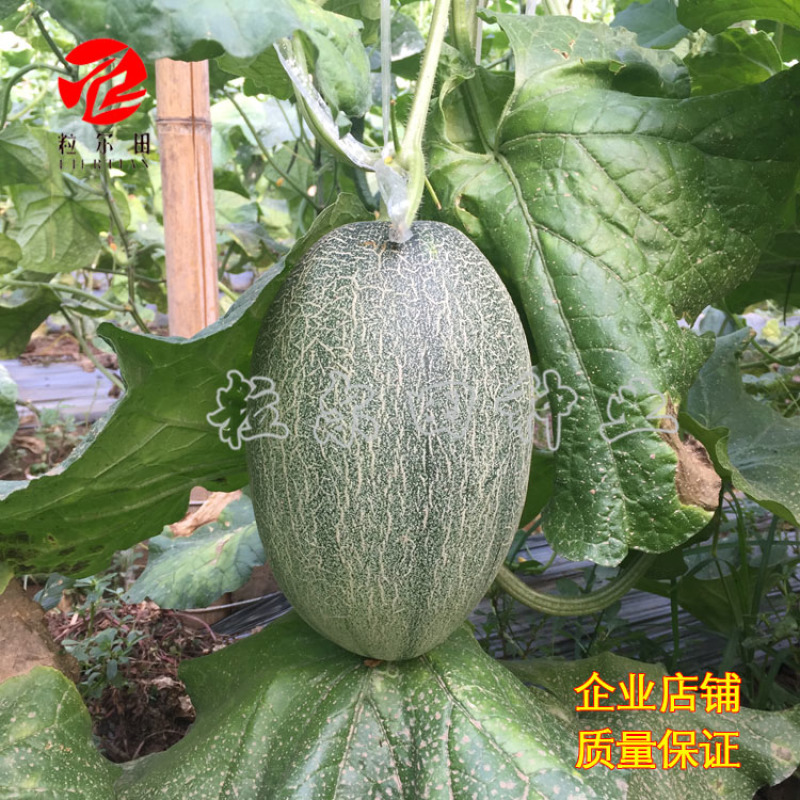 欣研蜜冠36哈密瓜种子果肉甜脆春秋大棚温室种植