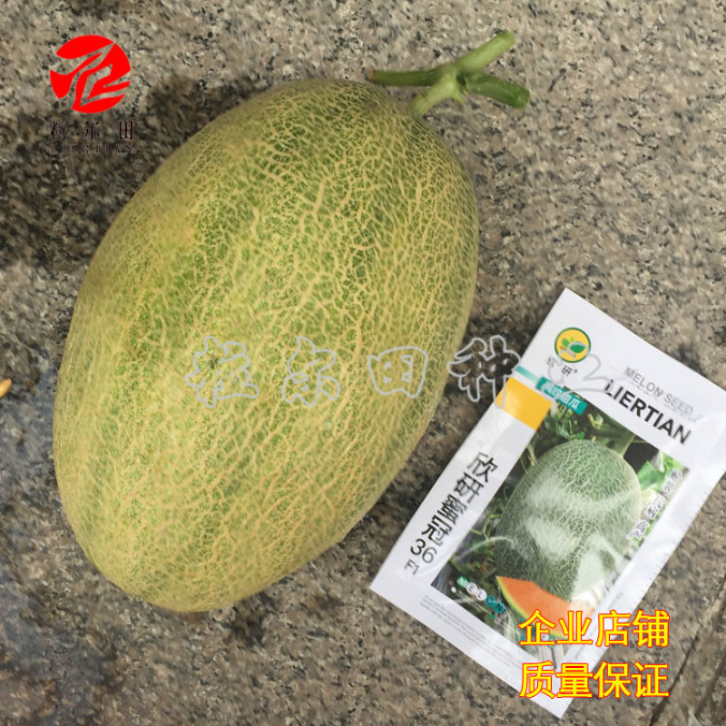 欣研蜜冠36哈密瓜种子果肉甜脆春秋大棚温室种植