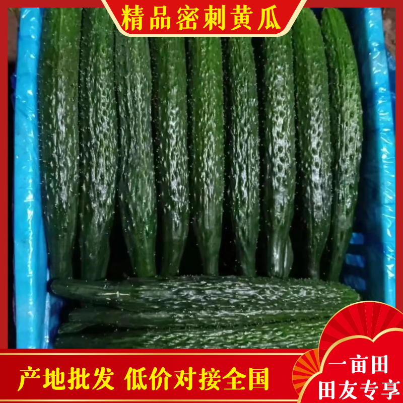 精品密刺黄瓜，基地种植，产地直供，代发全国，诚信经营