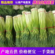 精选白帽蒜苔，干苔，产地直供，代发全国，诚信经赢。