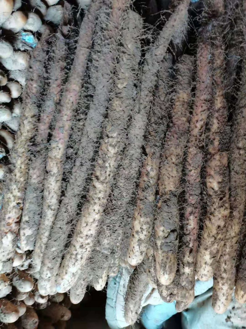 山药河北棒山药产地发货保质保量欢迎来电咨询