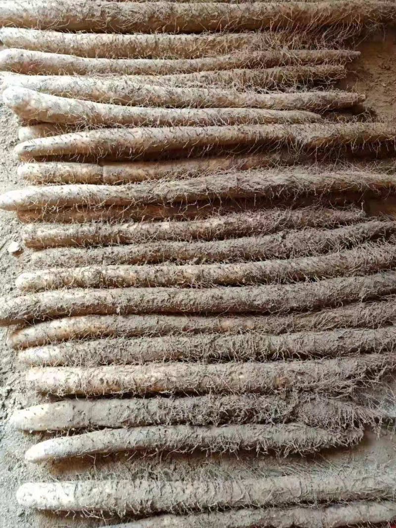 山药河北棒山药产地发货保质保量欢迎来电咨询